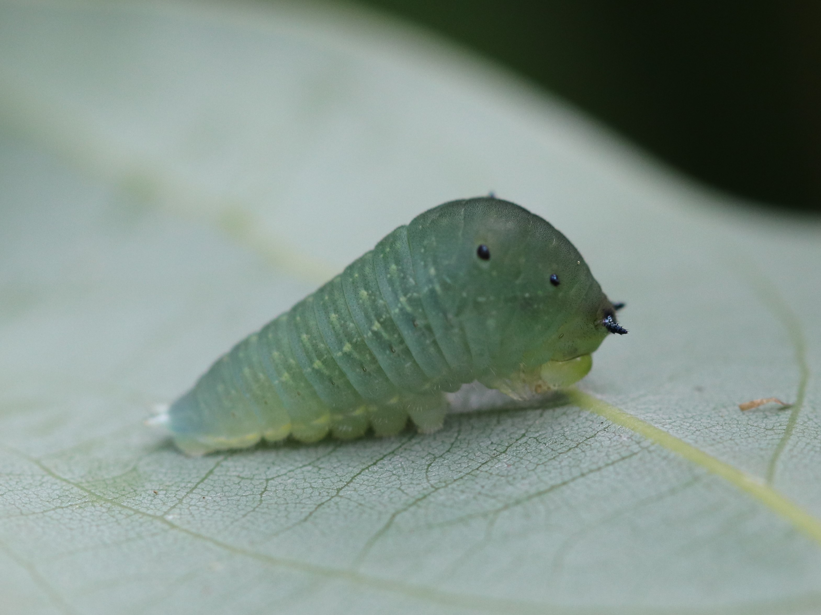 葉裏のアオスジアゲハ幼虫